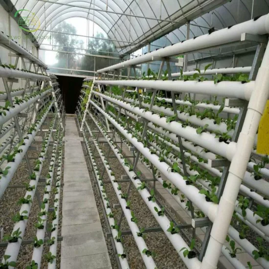 Specialized Production Tomato Special Hydroponic Facility for Growing